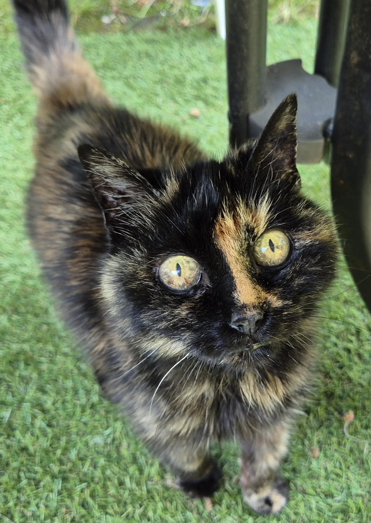 Tortoiseshell cat