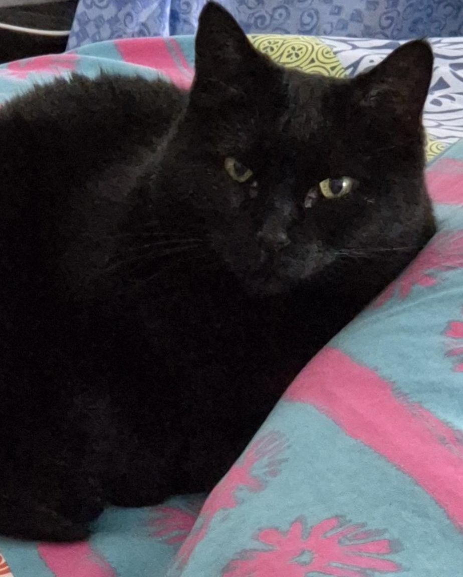 Black cat